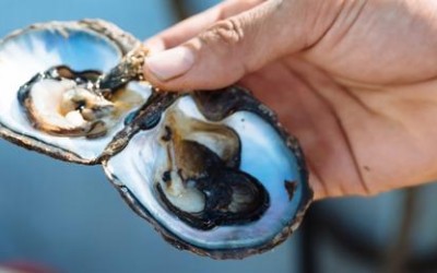 What are Oysters? How do they make Pearls?