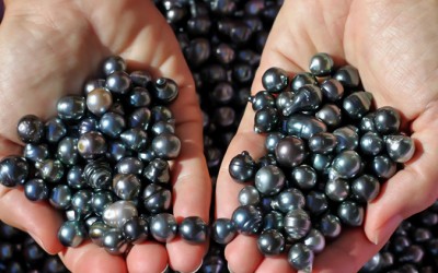 The Ultimate Guide to Black Pearls and How Much Are They Worth